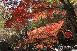雪嶽楓境：韓國賞楓頂流目的地全攻略