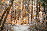 🍁鬼怪同款楓景！韓國五臺山國立公園賞楓全攻略✨
