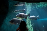 2025吉隆坡城中城水族館交通全攻略,輕松開啟海底探秘之旅