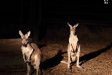 清邁夜間動物園:探秘夜幕下的動物王國