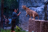 夏日清邁夜間動物園親子遊，開啟奇妙動物之夜