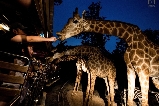清邁夜間野生動物園:解鎖夏夜的野性狂歡