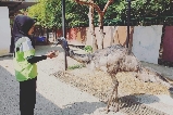 蘭卡威野生動物園一日遊：一場奇妙的動物之旅