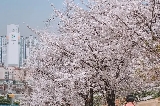 2025韓國水原華城遊玩攻略：穿越歷史，邂逅韓流浪漫