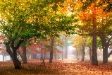 🍁韓國秋季南怡島全攻略：漫步紅葉隧道，邂逅韓劇裏的秋日童話