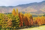 水杉林織就秋日楓景，墜入長泰山天然氧吧