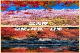 2025日本賞楓必去！名古屋周邊櫻楓同框秘境｜700年銀杏與千年櫻花一日遊