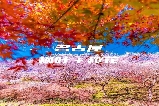 日本東海必打卡紅葉勝地TOP1：香嵐溪徒步 × 虎溪山千年銀杏 × 小原秋櫻同框奇觀