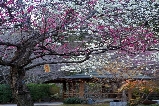 東京出發！探秘日本2025最晚楓紅秘境：熱海來宮神社×梅園雙重秋日驚喜一日遊