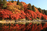 🔥2025日本紅葉狩全攻略！賞楓沖沖沖