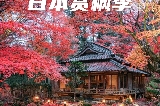 🍁京都小眾賞楓秘境：比叡山×近江八幡×教林坊秋色巡禮