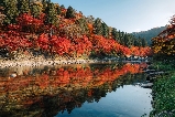 日本關東の紅葉狩!收好這份賞楓地圖&行程