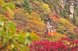 日本紅葉狩-東京、京都、大板、名古屋、奈良、富士山、白川鄉賞楓深度遊