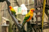 布吉島白鳥主題公園:一場治愈心靈的觀鳥之旅