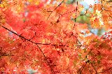 超全日本都道府縣的紅葉絕景地大盤點~(東北地區)