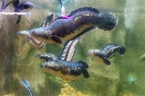 芭堤雅小眾新玩法!怪物水族館:水下隧道 + 猛獸互動 + 異寵探秘,不止看魚這麼簡單