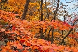 2025韓國賞楓花卉慶典,一起遊韓國