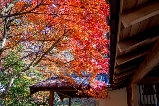 2025日本關東賞楓絕景!修善寺虹之鄉紅葉點燈與蒸汽小火車秘境之旅