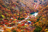 2025這個秋天,來一場內藏山紅葉之旅