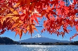 【2025必看】速進!河口湖賞楓一日遊超詳攻略,解鎖絕美紅葉回廊與富士山拍照聖地