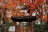 不可錯過的紅葉景點 | 今年九州紅葉預測與一日遊攻略