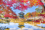 2025日韓秋色深度遊賞：邂逅限定紅葉季