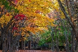 超全的!紅葉季來了!2025日本賞楓終極靈感指南,20大寶藏景點合集!
