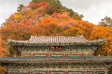 「賞韓楓漫遊集」速遞：韓國秋日楓景高光TOP5！相機準備好了沒！