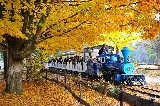 2025韓國南怡島攻略|南怡島必吃（含住宿、紅楓預測、交通攻略）
