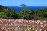 2025.9.14日本波斯菊節日來啦！快來看波斯菊花海