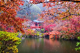 日本楓葉季必去！伊豆修善寺×香嵐溪×立山黑部：2025賞楓時間＆秘境景點全解析