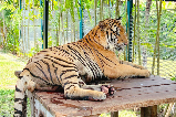 布吉島 Tiger PARK：拒絕 “走馬觀花”！與 “叢林王者” 深度互動，定格海島獨家旅行記憶