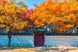 韓國紅楓自由行（含韓國紅楓景點、紅楓時間、景點交通）