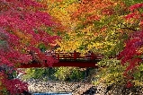 日本紅葉季｜伊豆熱海來宮神社＋修善寺自然公園千株楓葉林漫遊指南