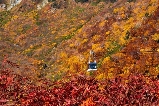 2025日本賞楓攻略：東京出發立山黑部 + 諏訪湖一日遊，黑部水壩、上高地紅葉全覆蓋