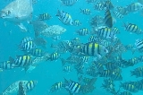 布吉島珊瑚島一日遊：浮潛追光、沙灘逐浪，解鎖熱帶海島治愈時光