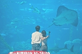 🇰🇷濟州島水族館保姆級攻略💡（含營業時間、門票、免費項目、注意事項）