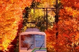 【京都賞楓終極指南】京都叡山電車紅葉隧道乘車攻略＋比叡山延歷寺賞楓遊玩路線完整解析