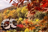 2025乘小火車穿越紅葉山林！距市區40min車程，直達小眾賞楓園林！