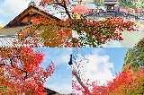 日本賞楓好去處 | 虎溪山永保寺:絕美紅葉與700年銀杏的秋日盛宴