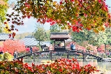 日本賞楓勝地:岐阜虎溪山永保寺賞楓與交通全指南