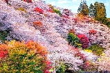 日本秋季好去處:小原四季櫻與楓葉同框的醉美之旅