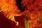 愛知香嵐溪賞楓攻略:夜燈紅葉與足助城古道漫遊
