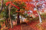 伊豆熱海梅園賞楓打卡地:日本最晚紅葉+點燈賞楓攻略