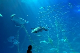 濟州島水族館必去打卡地,碼住這篇不虛此行