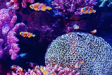 曼谷親子自由行必沖!SEA LIFE 暹羅海洋世界:沈浸式玩學,娃嗨翻一整天