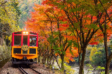 錯過等一年❗️京都嵐山絕美楓葉電車🍁