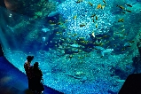 日本水族館精選｜新江之島水族館