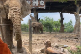 上海野生動物園避坑遊玩全攻略🔥 含行李寄存+省錢技巧，新手零踩雷