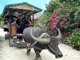 輪播圖片